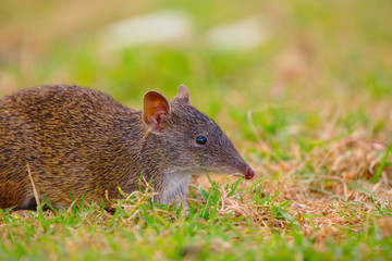 A bandicoot foraging in the grass