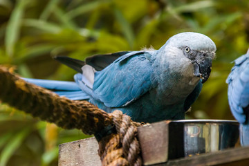 The Spix's macaw is a macaw native to Brazil. The bird is a medium-size parrot. The IUCN regard the...