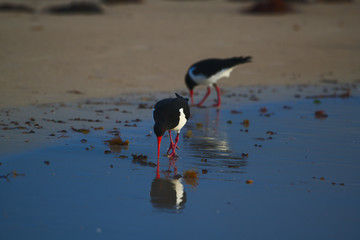A pied oyster catcher hunting on the beach at dawn - landscape