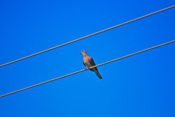 A pigeon between two parallel wires, clear sky