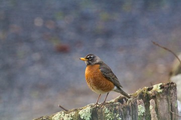 Robin