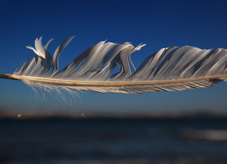 feather on the beach