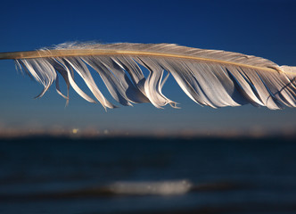 feather on the sky
