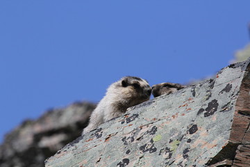 Marmot's love