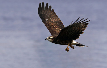photo of a Snail Kite flying with a snail in its paw