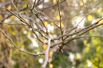 autumn leaves on the tree