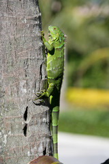 Iguana lizard on a tree