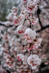 さくら　桜　雪　桜と雪　降る　春　花 HDR