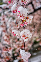 さくら　桜　雪　桜と雪　降る　春　花 HDR