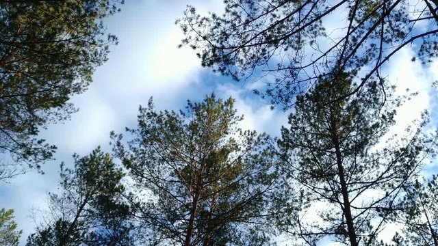 Looking up at tall green trees in the forest on a beautiful sunny day, real time