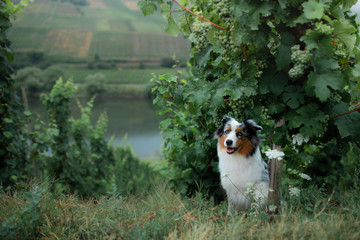 Obraz premium dog by the grape tree. Field, greens. Marble Australian Shepherd in nature.