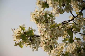 Orchard pear tree white spring blossom