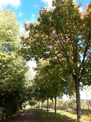 trees in the park