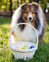 Shetland Sheepdog with Easter Basket