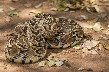 Venomous Puff Adder in South Africa