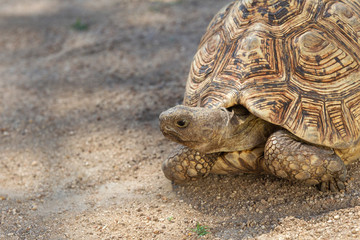 Adult Leopard Tortoise in South Africa