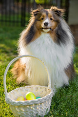 Shetland Sheepdog with Easter Basket