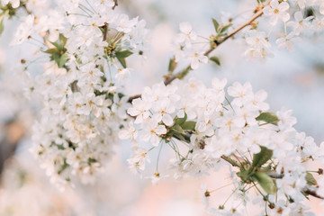 Obraz na płótnie Canvas Cherry blossom closeup. Brаnch with cherry flowers in spring.