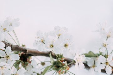 Cherry blossom closeup. Brаnch with cherry flowers in spring.