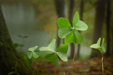 Trebol de tres hojas en el bosque aun costado de un lago con arboles al fondo