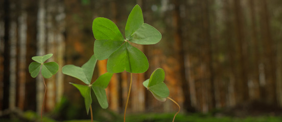 Trebol de tres hojas en el bosque aun costado de un lago con arboles al fondo