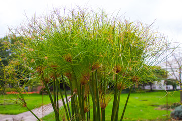 Cyperus papyrus dwarf papyrus green plant close up