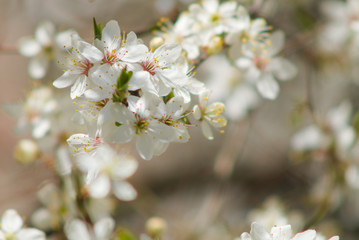 cherry tree blossom