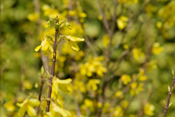 yellow rape field
