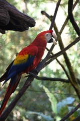 Oiseaux