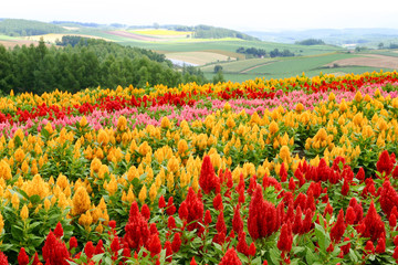 一面に咲くケイトウ