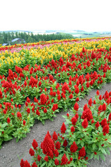 一面に咲くケイトウ