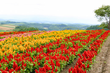 一面に咲くケイトウ