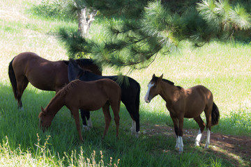 Fototapeta premium horse and foal in field