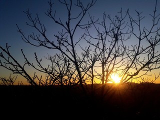 silhouette of a tree