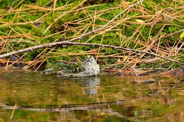 水浴びを楽しむ姿がかわいいキクイタダキ