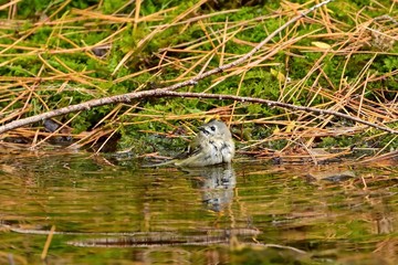 水浴びを楽しむ姿がかわいいキクイタダキ