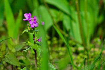 purple flowers in the garden