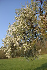 Orchard pear tree white spring blossom