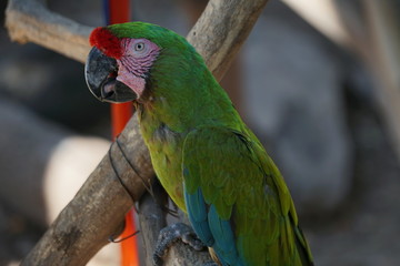 Perico