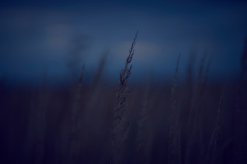 Field of spikelets