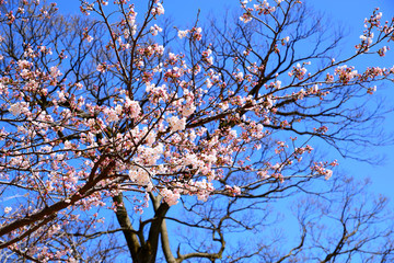 快晴の空と桜の花