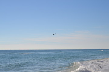 Fototapeta premium Random bird flying over the ocean
