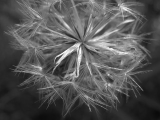 Close-up Of Dandelion Flower