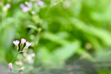 pink flowers in the garden