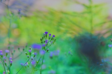 lavender flowers in the field
