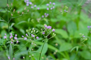 purple flowers in the field