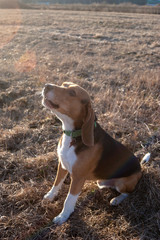 beagle dog sits and barks on a field with last year's grass on a sunny day