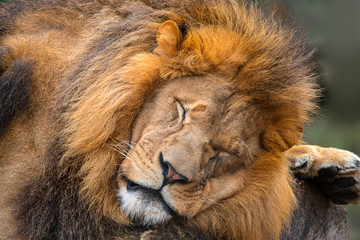 Male Lion sleeping