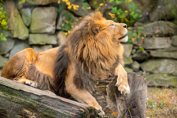 Obraz premium Male Lion