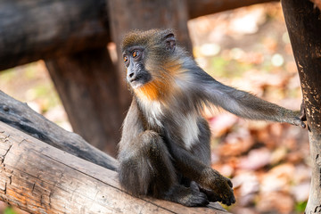 Baby Mandrill